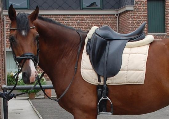 Het beste Gedetailleerd Stimulans Notabene Saddles - tweedehands zadels